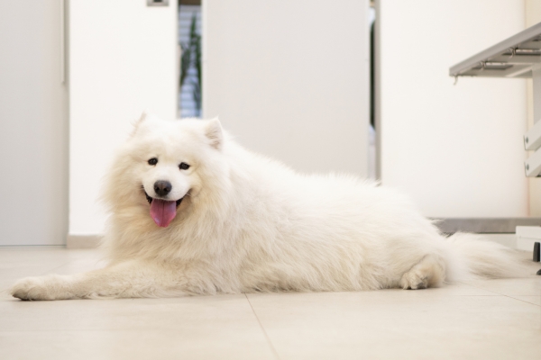 white hypoallergenic dog samoyed.