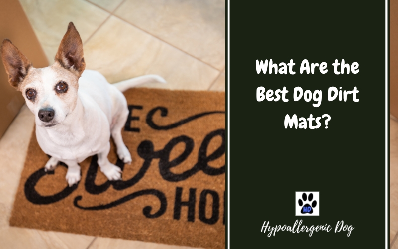 What Are the Best Dog Dirt Mats?