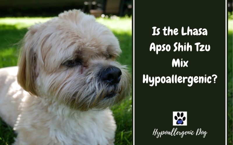 Is the Lhasa Apso Shih Tzu Mix Hypoallergenic?
