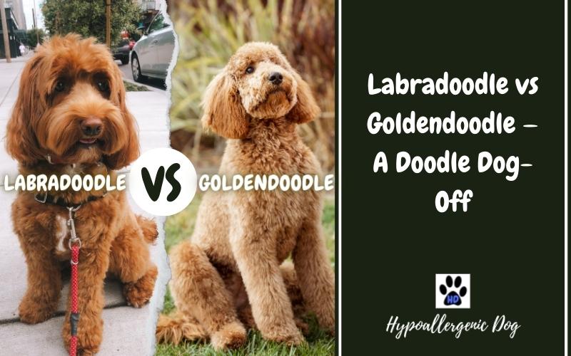 Labradoodle vs Goldendoodle — A Doodle Dog-Off