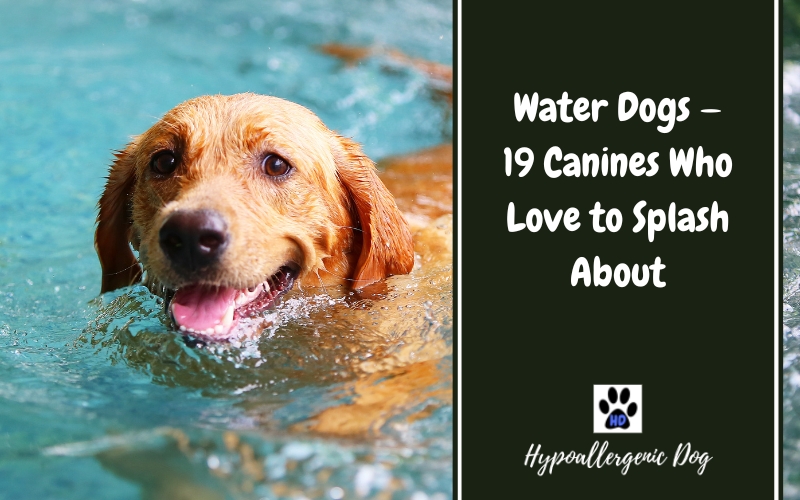 Water Dogs — 19 Canines Who Love to Splash About