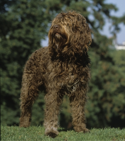 large curly haired dog barbet.
