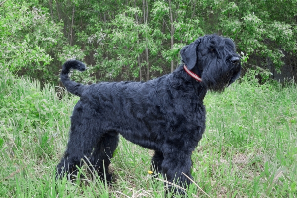 large curly haired dog black russian terrier.