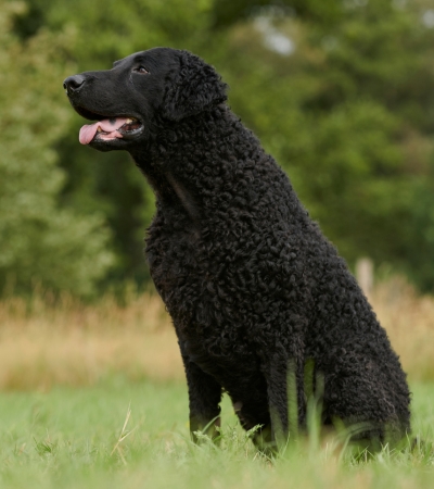 large curly haired dog curly-coated retriever.