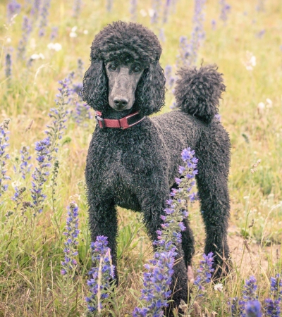 large curly haired dog standard poodle.