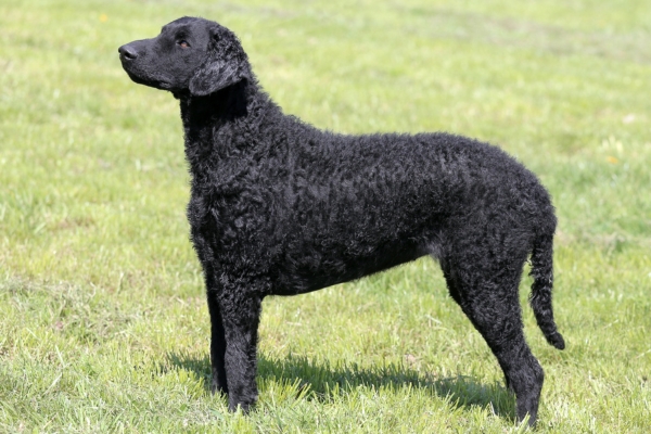 water dog breed curly coated retriever.