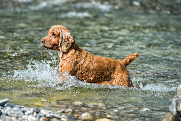 water dog breed english water spaniel.