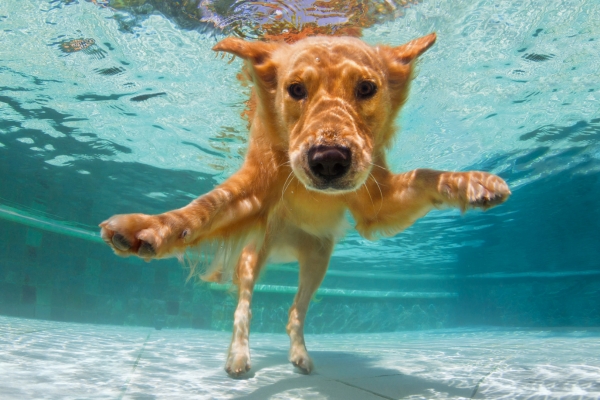 water dog breed labrador retriever.