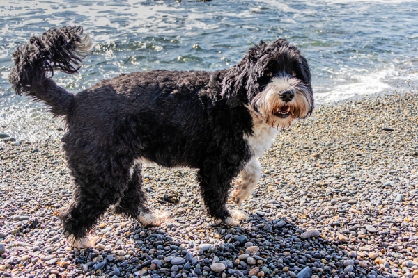water dog breed portuguese water dog.