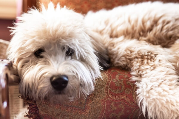 Calm Hypoallergenic Dog Soft Coated Wheaten Terrier