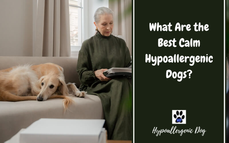 What Are the Best Calm Hypoallergenic Dogs?