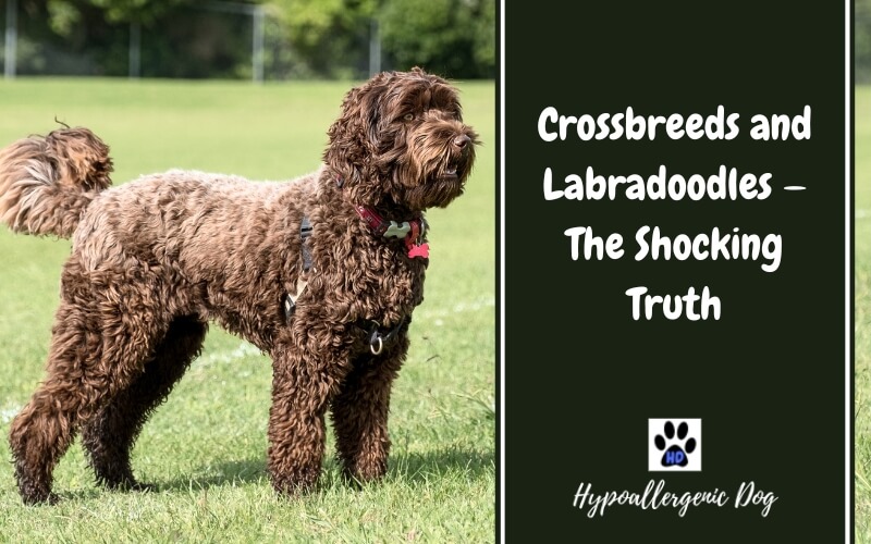Crossbreeds and Labradoodles
