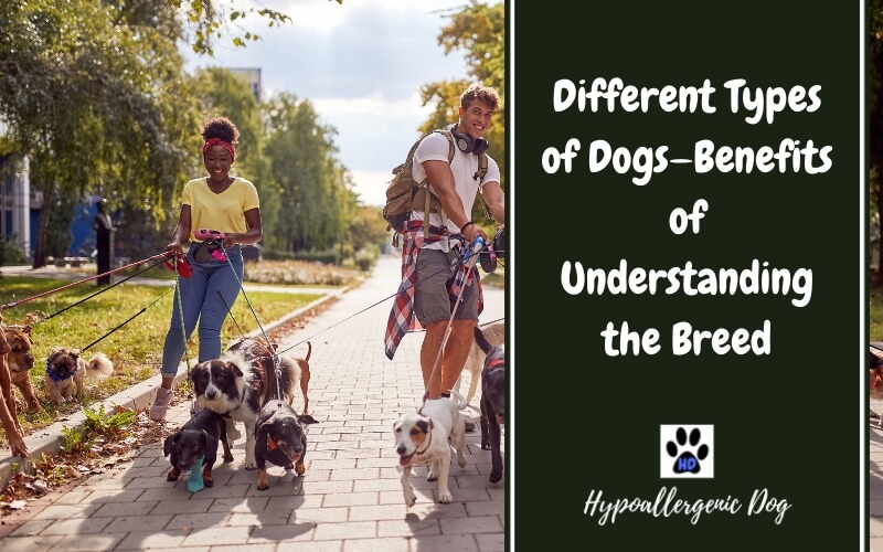 Different Types of Dogs—Benefits of Understanding the Breed