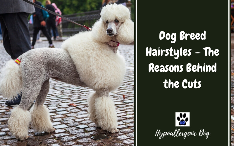 Dog Breed Hairstyles — The Reasons Behind the Cuts