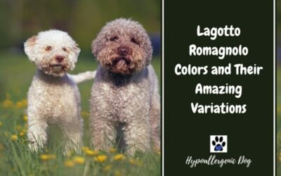 Lagotto Romagnolo Colors and Their Amazing Variations