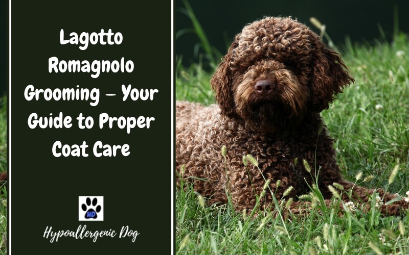 Lagotto Romagnolo Grooming — Your Guide to Proper Coat Care
