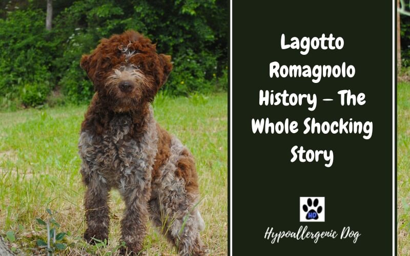 Lagotto Romagnolo History — The Whole Shocking Story
