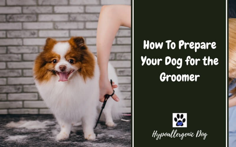 Prepare Your Dog for the Groomer
