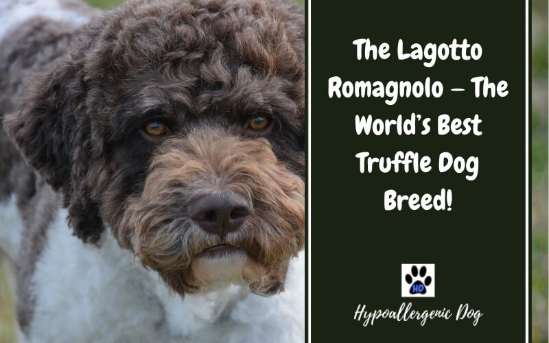 The Ultimate Truffle Dog Breed — The Lagotto Romagnolo
