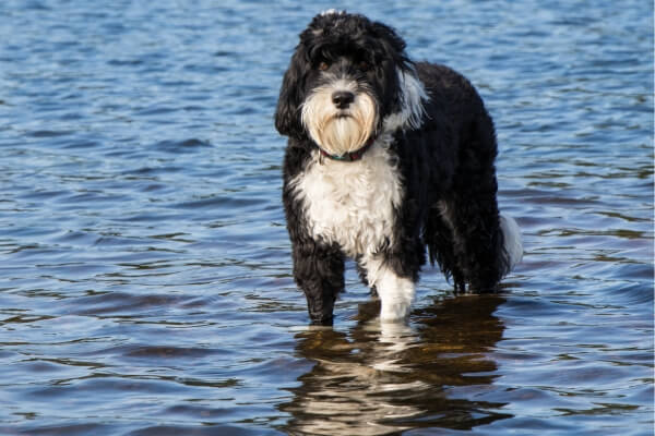 Best Hypoallergenic Dog Portuguese Water Dog