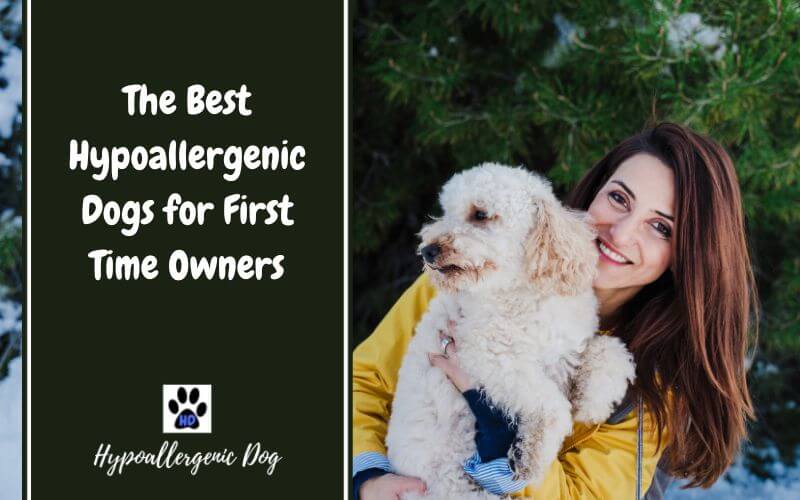 The Best Hypoallergenic Dogs for First Time Owners