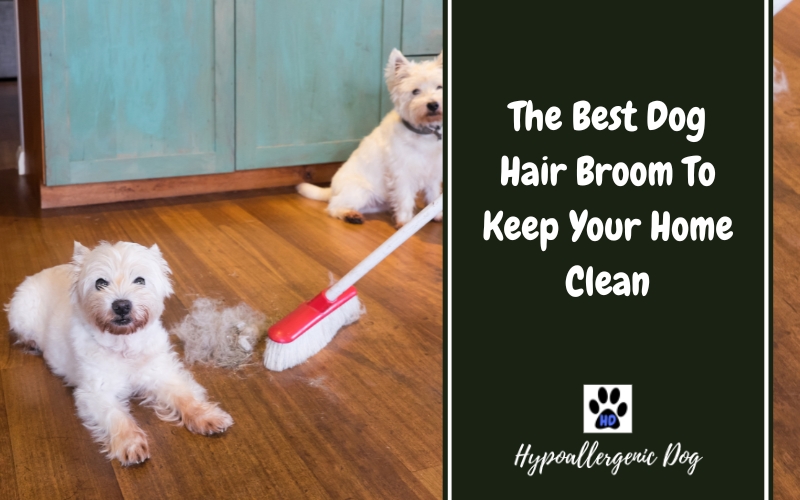 The Best Dog Hair Broom To Keep Your Home Clean