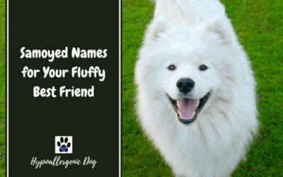 Samoyed Names for Your Fluffy Best Friend
