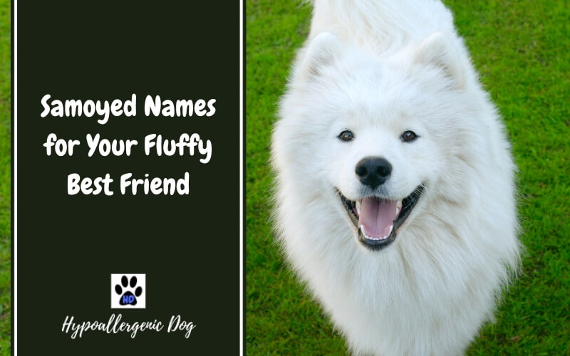 Samoyed Names for Your Fluffy Best Friend