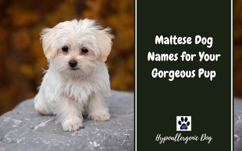 Maltese Dog Names for Your Gorgeous Pup