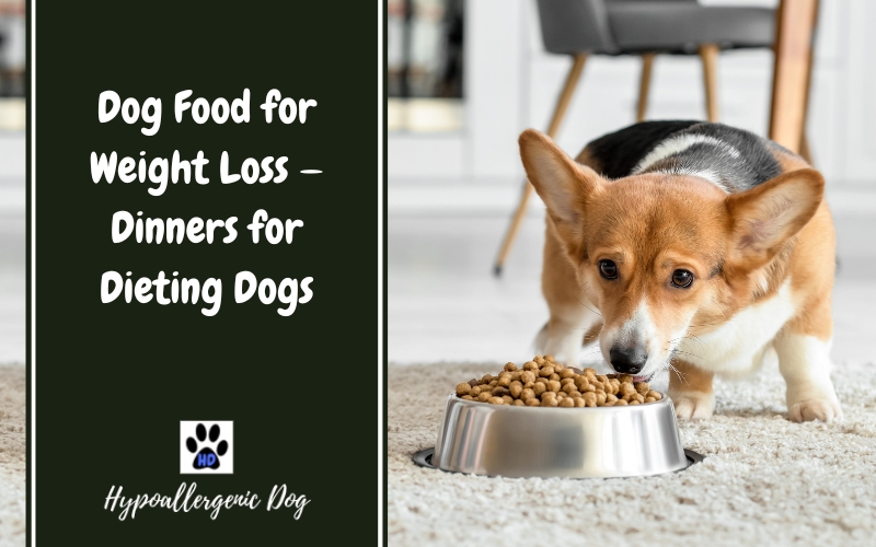Dog Food for Weight Loss — Dinners for Dieting Dogs