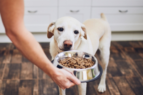 vet recommended dog food for weight loss